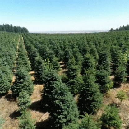 Holiday Farm: Christmas Trees