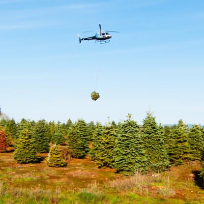 Harvesting Christmas trees by helicopter - Vertical Mag