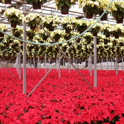 Poinsettias in Weiss Greenhouse