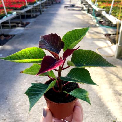 Young poinsettia plant