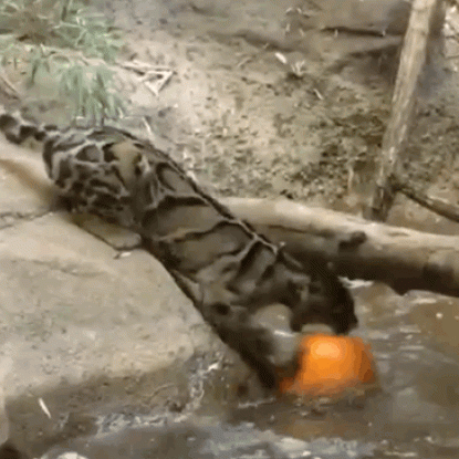 Big cat plays with pumpkin