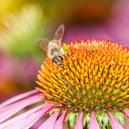 Bee on bright flower