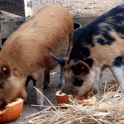 Pigs eating out of pumpkin halves