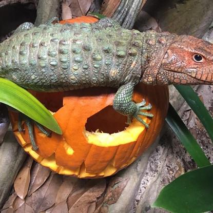 Reptile climbing on carved out pumpkin