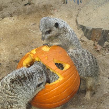 Meerkats play with carved out pumpkin