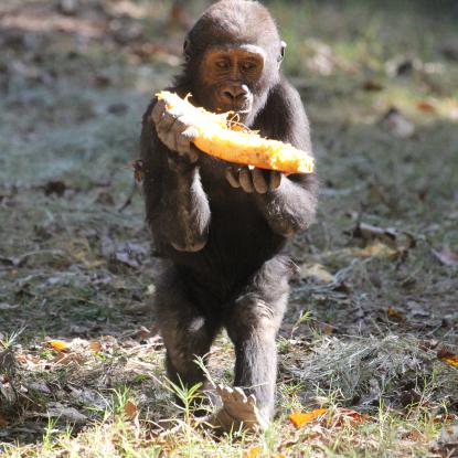 Small monkey plays with slice of pumpkin