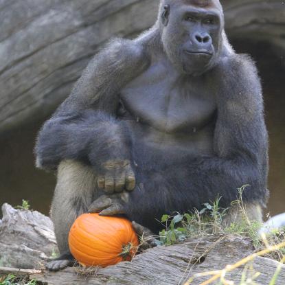Gorilla holding a pumpkin at Zoo Atlanta