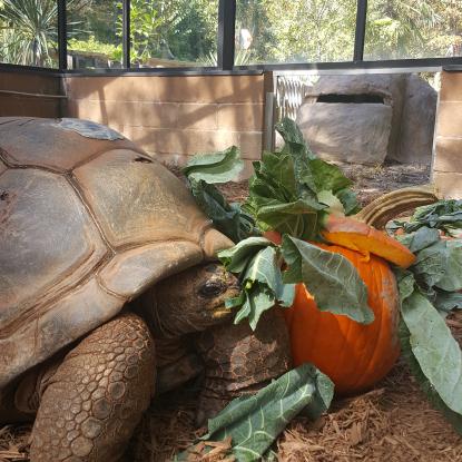 Giant tortoise eats leaves inside a pumpkin