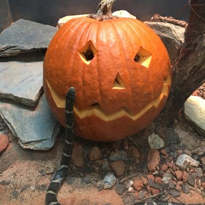 Snake slithers up side of pumpkin