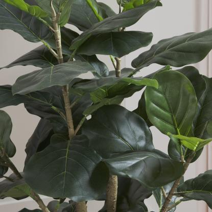 A close up of a fiddle leaf tree