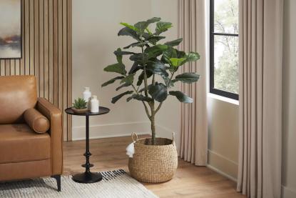 A fiddle leaf tree in a room