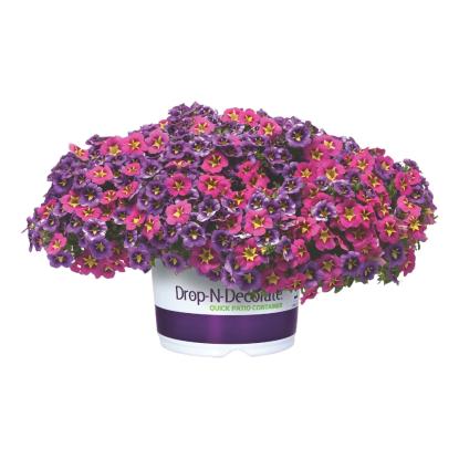 Vigoro Drop-N-Decorate