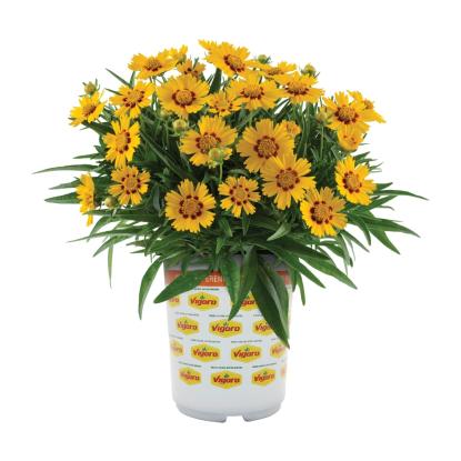 Vigoro 2.5QT Coreopsis Solanna Bright Touch