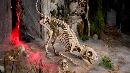 Skelly cat crouching down