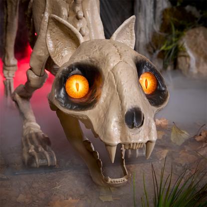 A close up of skelly cat's face
